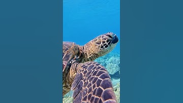 Rescued Turtle From Fish Hook! 😳