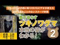 【ツキノワグマ】ササ類の新芽（ササノコ）を食べる【知られざる生態】