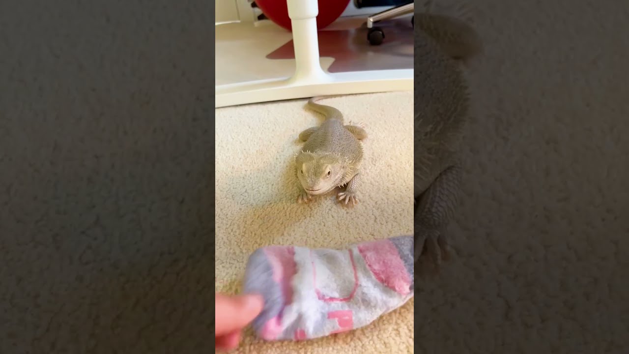Bearded Dragon Is Obsessed With This One Sock The Dodo