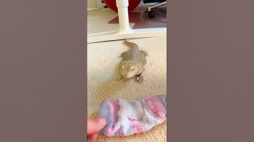 Bearded Dragon Is Obsessed With This One Sock | The Dodo