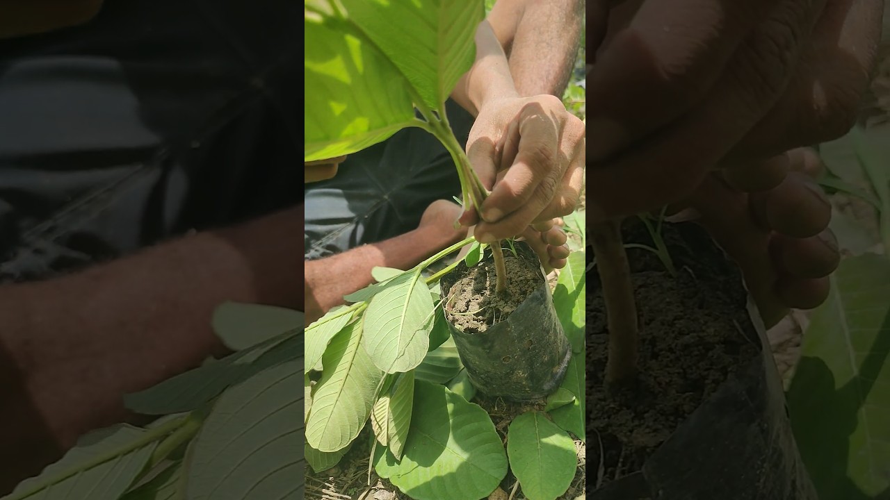 guava grafting 📲8167505276 #grafting #shortsfeed #trending #guava #shorts #viral #ytshorts