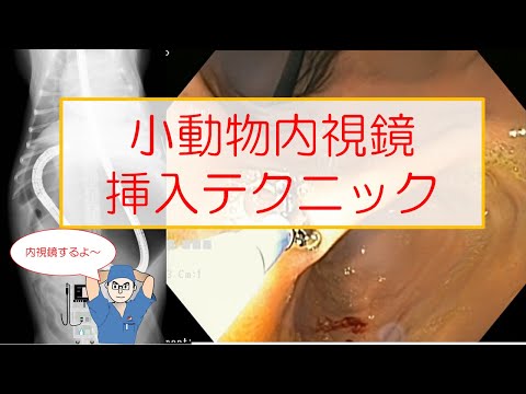 小動物内視鏡 挿入テクニック - YouTube