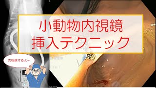 小動物内視鏡　挿入テクニック