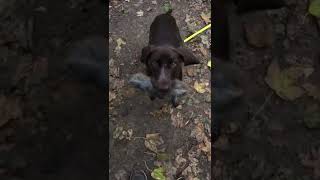 Apport - Kaja Vom Nordhof 4. Monate Dk Hündin Jagdhundetraining