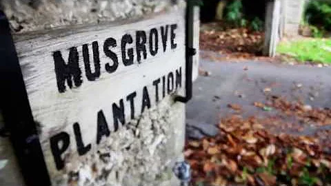 Musgrove Plantation Yoga Retreat: Connect