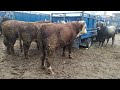 БУКАЛАР чекеден сатылды 🐂 Мал базардагы баалар