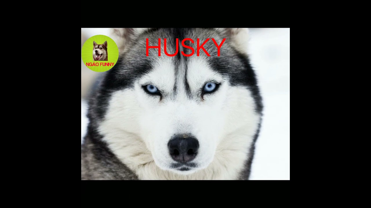KẾT QUẢ KHI HUSKY LAI VỚI CÁC GIỐNG CHÓ KHÁC Thông Tin về chó