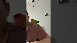 Thank you God #birds #good #pets #shortsvideo #love #peace #unity #follow #me #uae #shorts