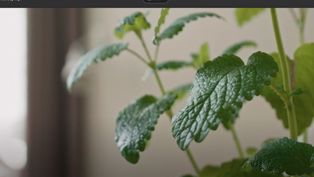 Mint As Natural Remedy YouTube