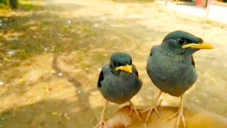 Waktu Memberi Makan anak- anak  Burung Jalak