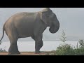 ​Majestic Sri Lankan Elephant by the Lake #wildelephant #wildlife #viral #animals #elephant #foryou 