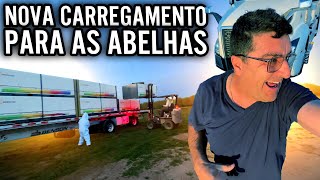 ABELHAS ESPECIAIS 🐝 NOVA MANEIRA DE CARREGAR AS ABELHAS