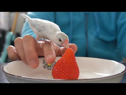 いちごと文鳥とニンゲン　Javasparrow