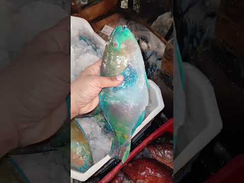 سمك البغبغان وسمك الزرابين دي سمك البحر الاحمر اعجاب