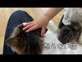 子供って理解してるからか怒らない猫が優しい…