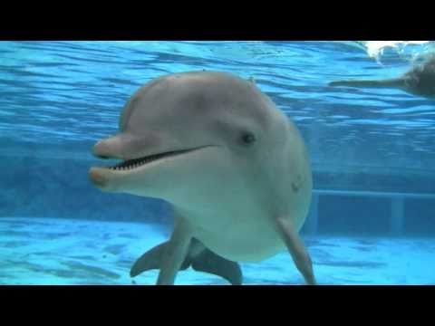 Video: Vilka Ljud Gör Delfiner