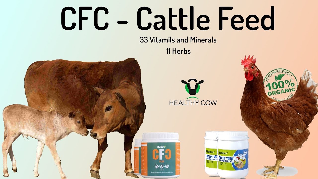 CFC Plus गाये -भैंस के लिए अमृत के समान@25% DISCOUNT ALL INDIA DELIVERY ...