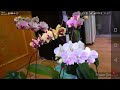 Орхидеи 😍четыре великолепные орхидеи ❤️