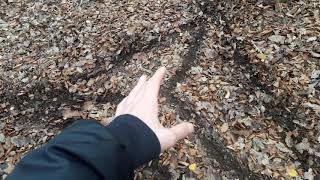 Ancient dragon ritual- draconic wicca