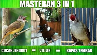 masteran burung jitu cililin vs jenggot vs kapas tembak(@miinkbirdfamily7259 )