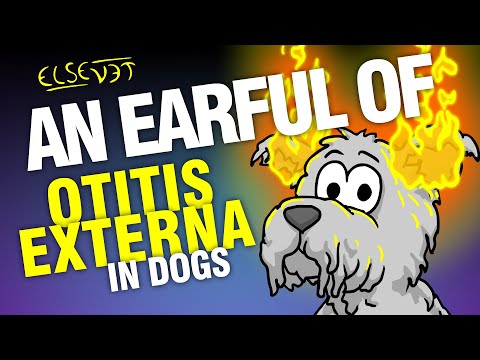 वीडियो: कुत्तों में ओटिटिस एक्सटर्ना