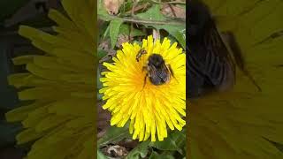 Saw my first Bee & dandelion today! #nature #flowers #bee #dandelions #shortsfeed #shortsvideo