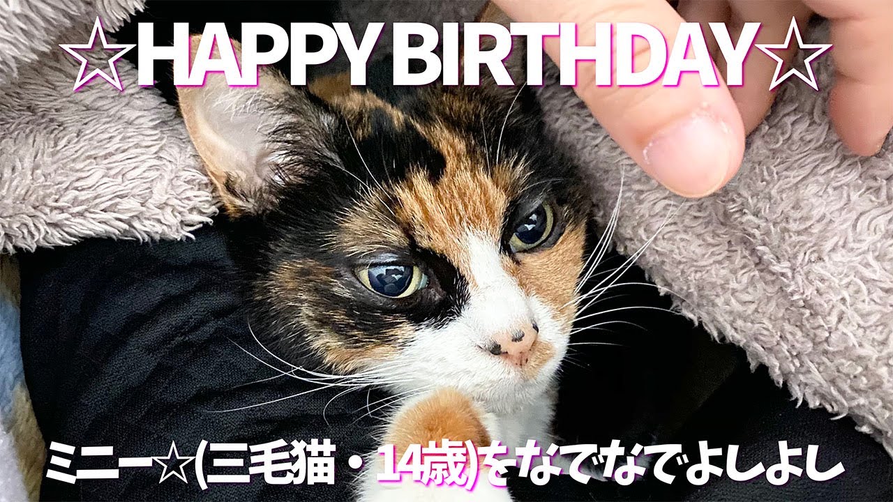 Happy Birthday ミニー 三毛猫 14歳 をなでなでよしよし Youtube
