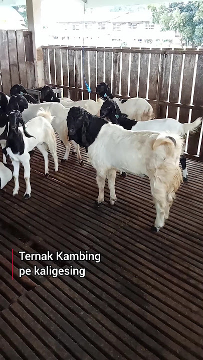 Ternak Kambing Pe Kaligesing #kambing #ternak #ternakkambing #etawah #peternakankambing