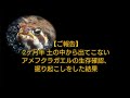 【ご報告】2ヶ月半出てこないアメフクラガエルの生存確認、掘りおこしをしました。
