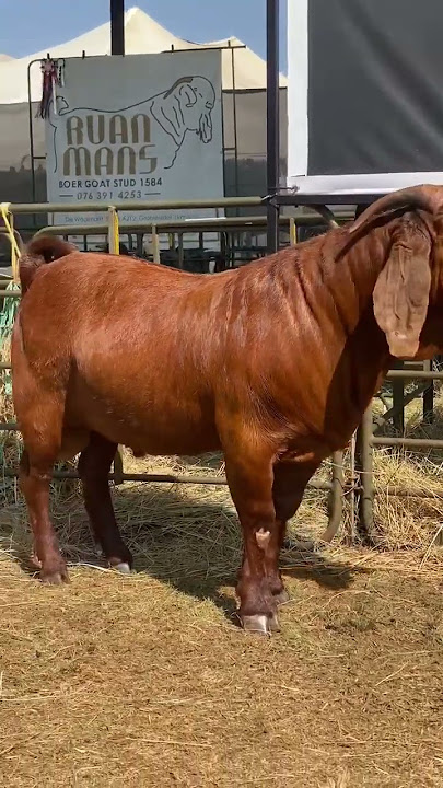 ☑️ REPRODUTOR KALAHARI REDS 📸 REDSTAG RANCH 💪💥🇿🇦