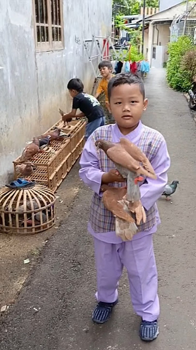 Coklat Pupur Losdor Jocil.!!#merpati #burungdara #pigeon #kabootar #kalapati #japati#kaptar #hamama