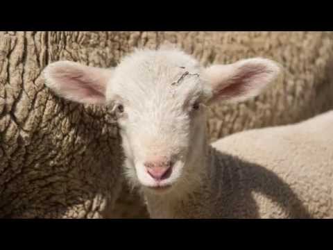 CAM the Ram's Lambs at Colorado State University