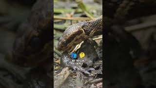 This Snake Eats Fish? The Riot And The Dance