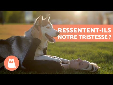 Vidéo: Les chiens ressentent-ils autant de douleur que les humains?