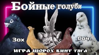 Бойные #голуби , всего мира. Игровые #голуби. Шорох, винт, тяга, бой. Новая подборка недели.