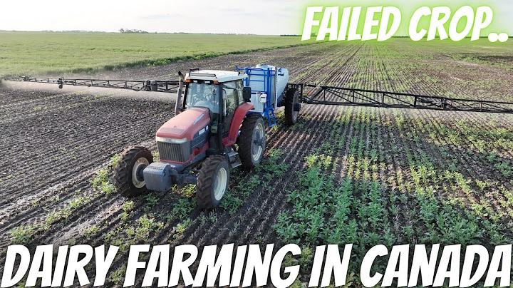 Spraying Out 100 Acres Of Canola For Reseeding