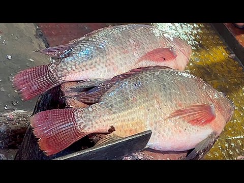 Popular Big Tilapia