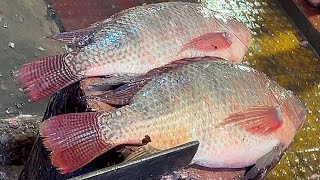 Popular Big Tilapia Fish Cutting In Fish Market | Amazing Fish Cutting Skills