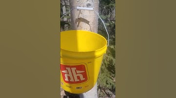 Tapping birch trees