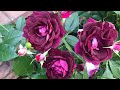 Розы. Великолепие второго цветения : 100 Idees Jardin, Inka, Burgundy Ice, The Alnwick Rose.