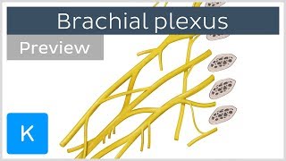 All About the Brachial Plexus (preview) - Human Anatomy | Kenhub