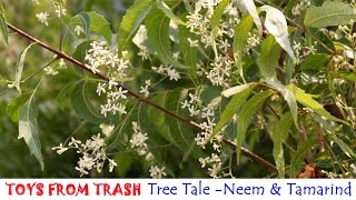 Neem or the margosa tree is also called azadirachta india. azadirchta
comes from arabic meaning azad darakht independent tree. indica means
found in i...