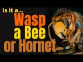 Insect Identification and Behavior Quiz