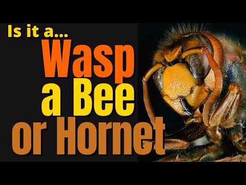 Bees vs Hornets vs Wasps For Kids | What&rsquo;s The Difference ?