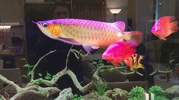 Bể cá cảnh đẹp, cá rồng và các loại cá cảnh đẹp khác