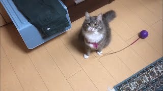 足かせを引きずって歩く猫 ノルウェージャンフォレストキャットA cat with an obstacle.Norwegian Forest Cat.