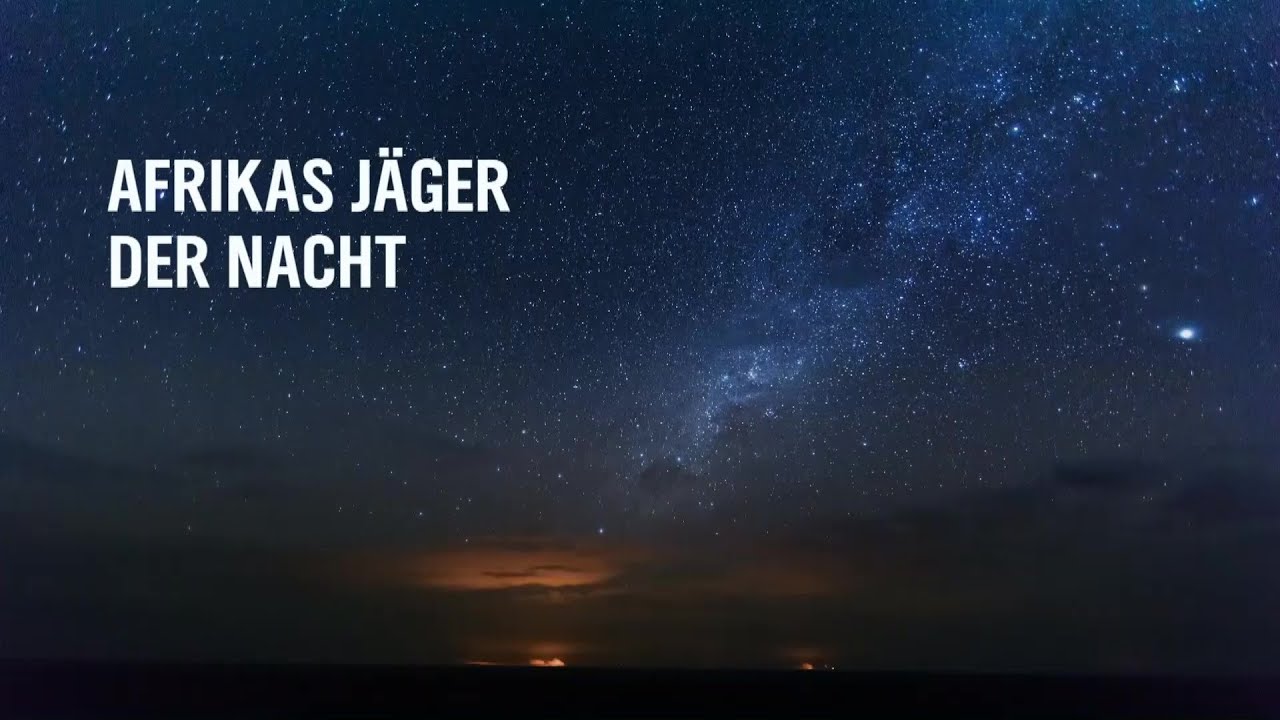 „Die fünf Geparde“, Doclights 2019, 43 min, Ausschnitt 1