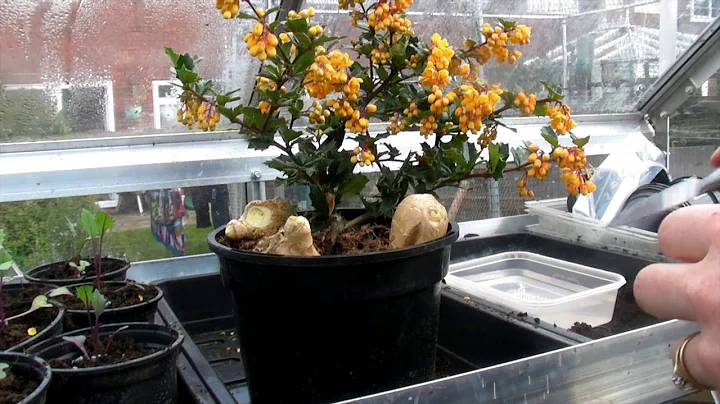 My Ginger Bush - Claire's Allotment - Part 300