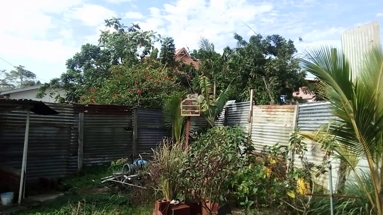 Trini bullfinch 2018 Brown bird take clean roll but also wild 