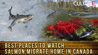 Các điểm đẹp nhất xem Cá hồi di cư về nhà khắp Canada, GTA | Culture Channel